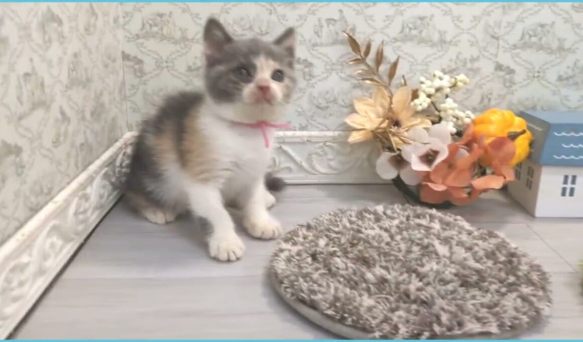 Coo&RIKU　No.00735664 ブリティッシュショートヘアー