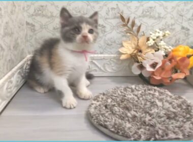 Coo&RIKU　No.00735664 ブリティッシュショートヘアー