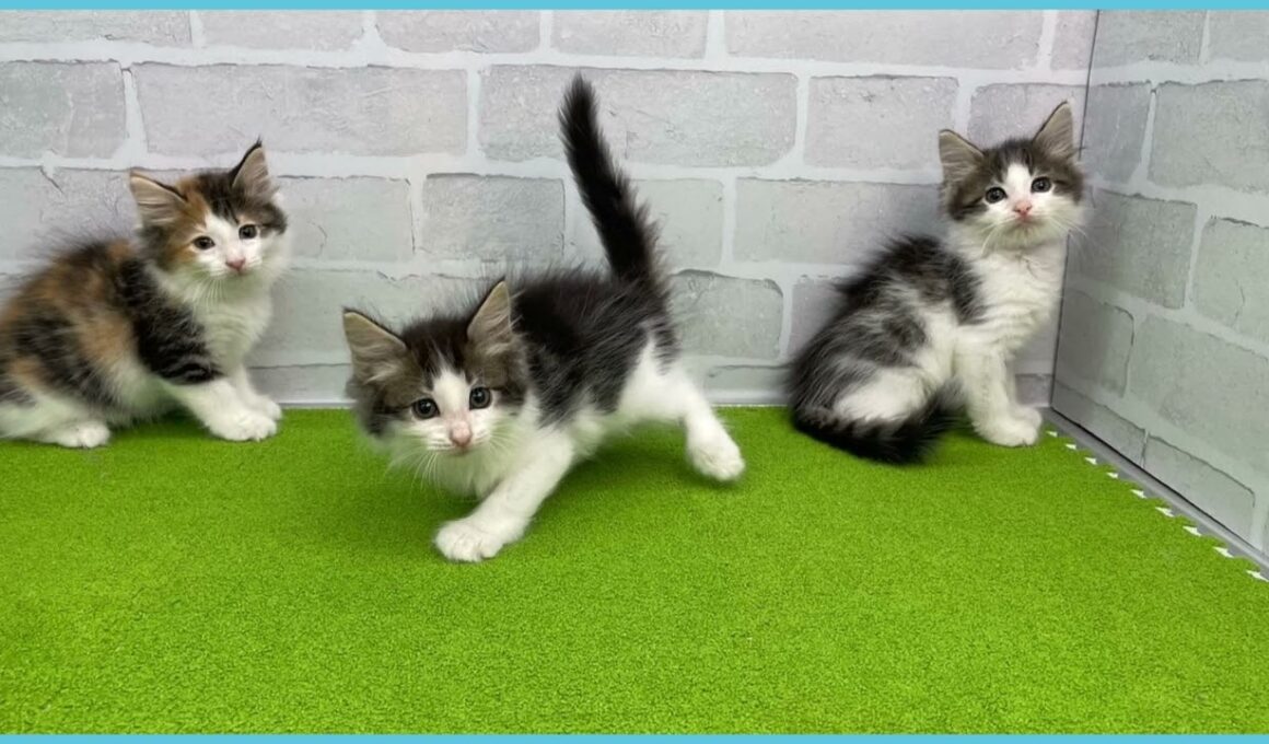 Coo&RIKU　No.00735929 ノルウェージャン・フォレストキャット