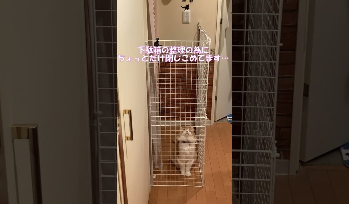 太っちょ猫が１１６cmの柵を飛び越えた(笑) #shorts  #猫 #アメリカンカール #cat