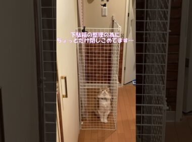 太っちょ猫が１１６cmの柵を飛び越えた(笑) #shorts  #猫 #アメリカンカール #cat