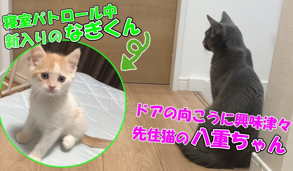 【対面前】先住猫が新入り猫の気配を察知しました