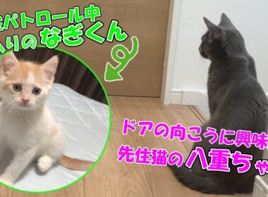 【対面前】先住猫が新入り猫の気配を察知しました