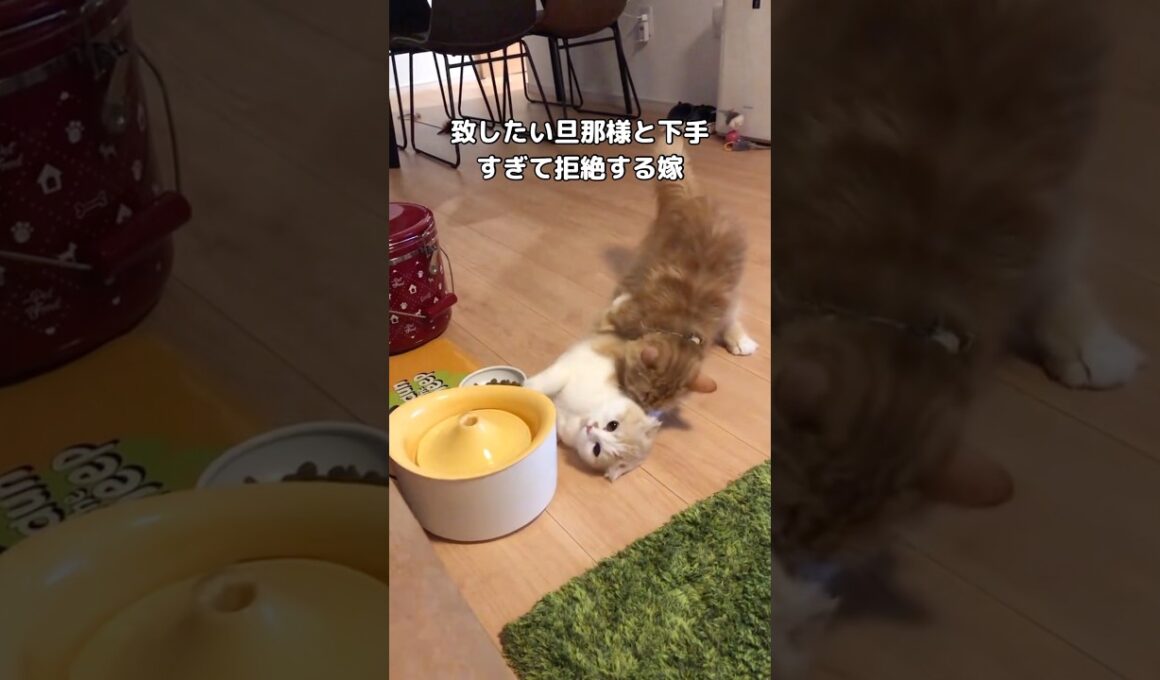 旦那様やる気はあるけど下手すぎて #スコティッシュフォールド #お見合い #猫 #shorts