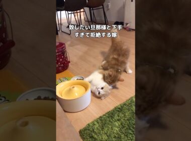 旦那様やる気はあるけど下手すぎて #スコティッシュフォールド #お見合い #猫 #shorts