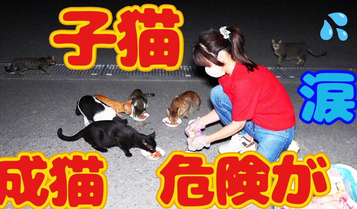 【子猫 野良猫】子猫が真っ暗な道で鳴きながらご飯をくださいと…ボランティアさん涙 さくらねこたちへのエサやり