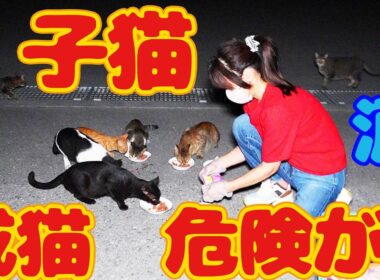 【子猫 野良猫】子猫が真っ暗な道で鳴きながらご飯をくださいと…ボランティアさん涙 さくらねこたちへのエサやり