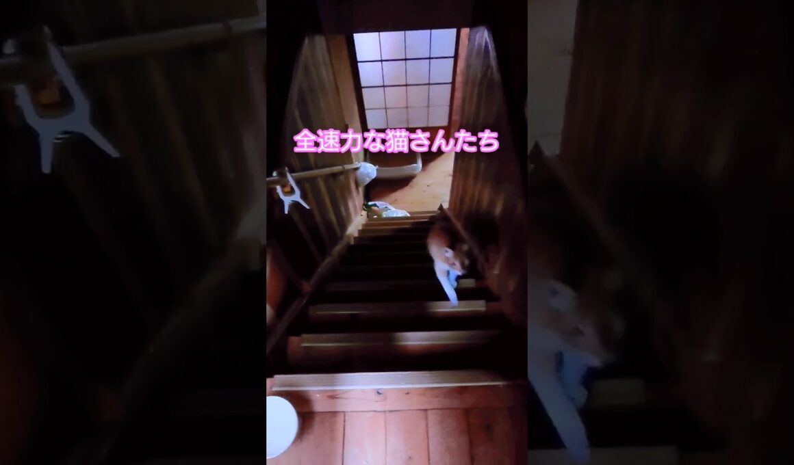 全速力!!!#茶トラ#シャム猫#ねこ#cat#shorts