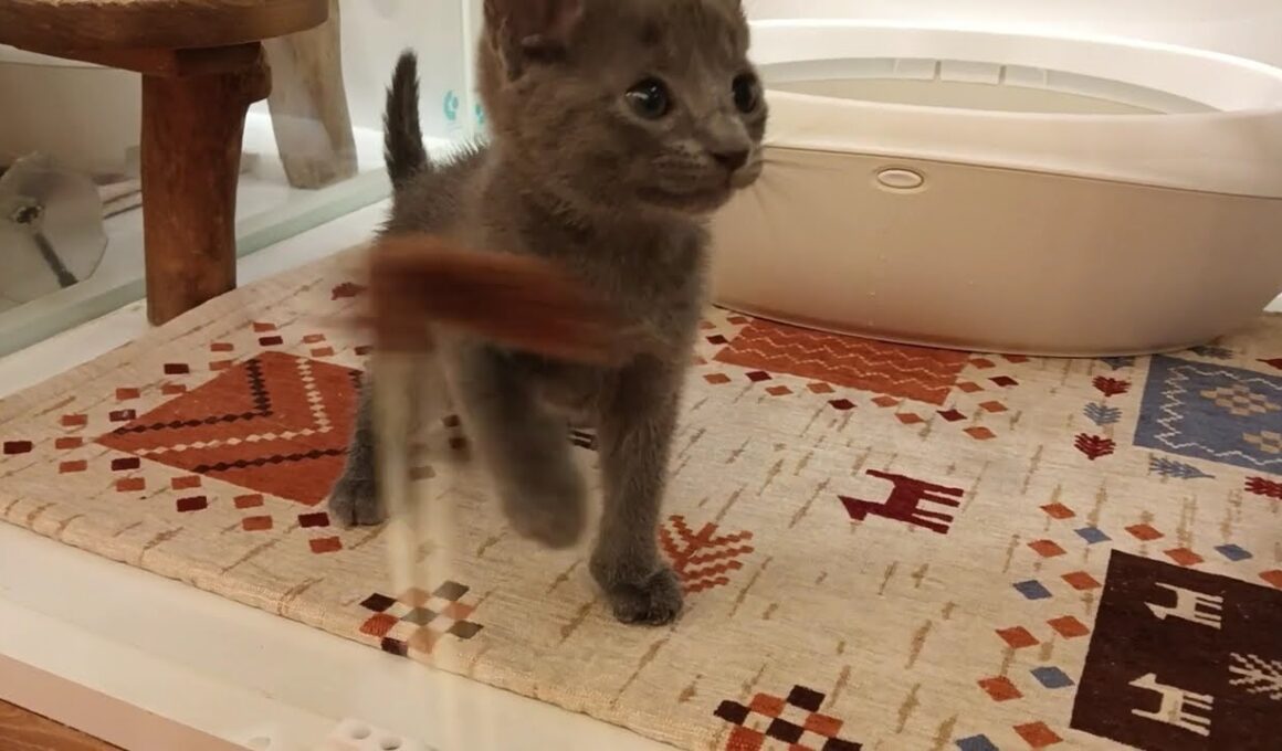 ロシアンブルー　男の子　2025/8/24生まれ