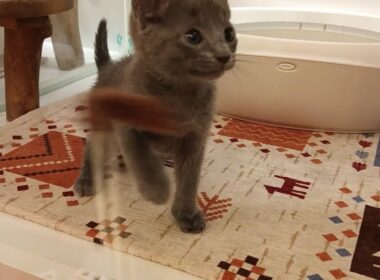 ロシアンブルー　男の子　2025/8/24生まれ