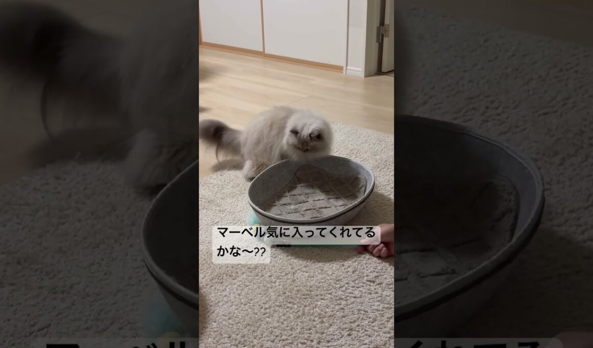 新しいおもちゃで遊ぶヒマラヤンのマーベル🐈🐾 #cat #猫好きさんと繋がりたい #猫のいる暮らし #ねこ #shorts #music