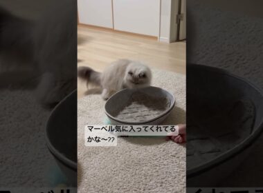 新しいおもちゃで遊ぶヒマラヤンのマーベル🐈🐾 #cat #猫好きさんと繋がりたい #猫のいる暮らし #ねこ #shorts #music