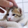 ミニミニサイズの子猫は巨大な手に撫でられて嬉しそうに目を細めました【赤ちゃん猫　保護猫】