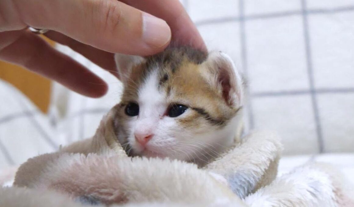 ミニミニサイズの子猫は巨大な手に撫でられて嬉しそうに目を細めました【赤ちゃん猫　保護猫】