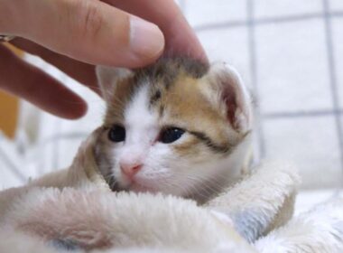 ミニミニサイズの子猫は巨大な手に撫でられて嬉しそうに目を細めました【赤ちゃん猫　保護猫】