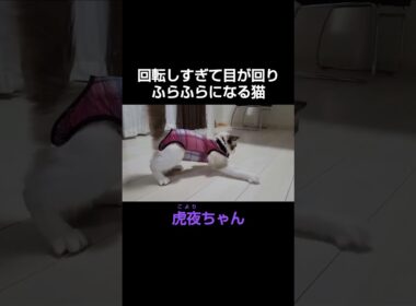 回転しすぎて目が回りふらふらになる猫【🐈#shorts 🐾】