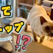 猫の大ジャンプ🐱💨！途中でびっくりにゃ⁉️【トンキニーズ】Cat’s Big Jump 🐱💨! Surprise Mid-Air!? [Tonkinese]