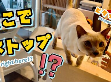 猫の大ジャンプ🐱💨！途中でびっくりにゃ⁉️【トンキニーズ】Cat’s Big Jump 🐱💨! Surprise Mid-Air!? [Tonkinese]