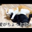 どこへでもついてくる子猫と困惑する先住猫