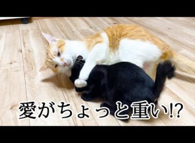 どこへでもついてくる子猫と困惑する先住猫