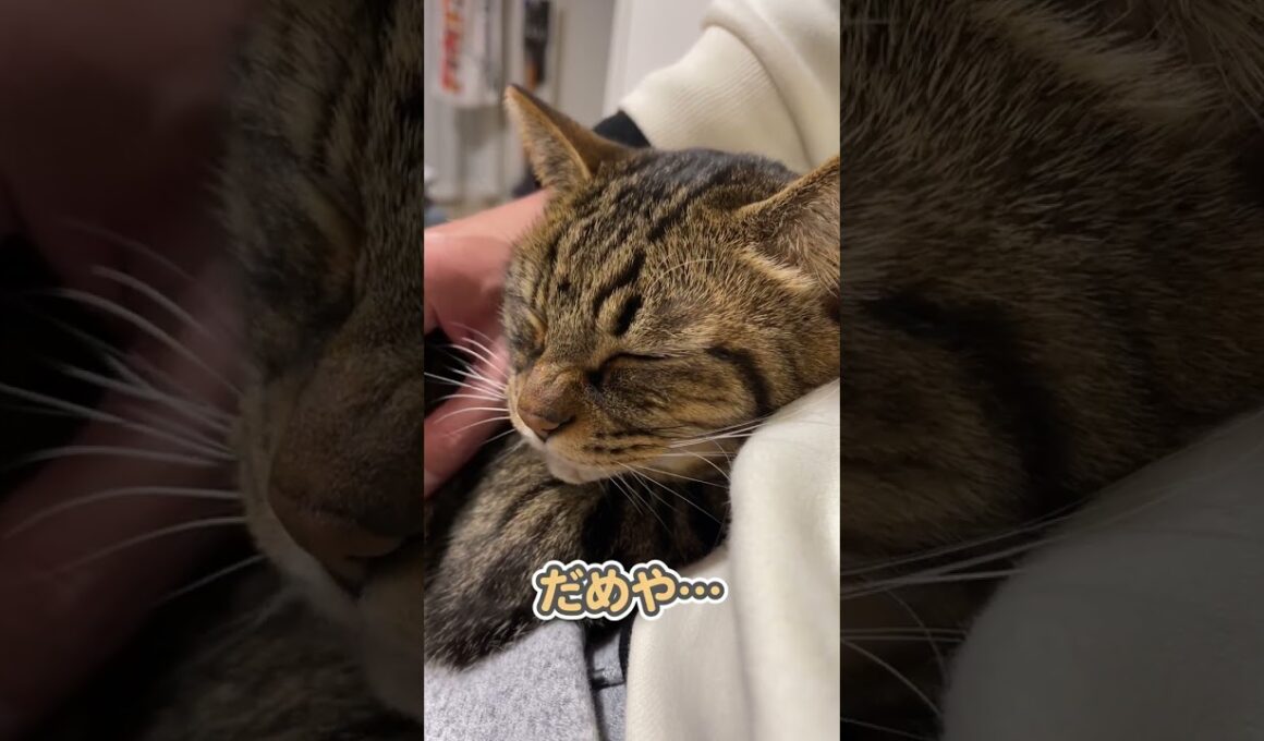 愛猫に、本気でブチギレられました…