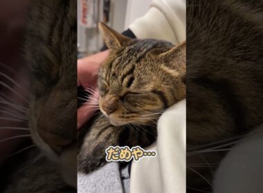 愛猫に、本気でブチギレられました…
