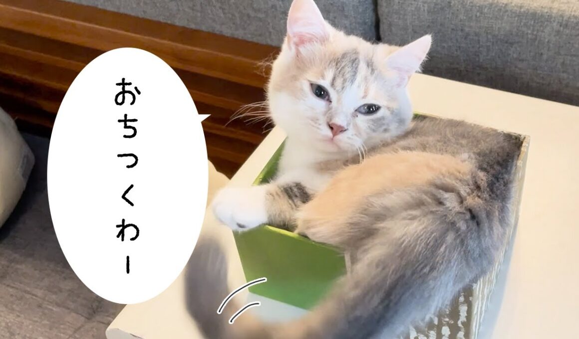 【三毛猫マンチカンのチー】箱が大好きでとにかく入りたい