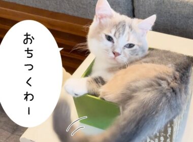 【三毛猫マンチカンのチー】箱が大好きでとにかく入りたい