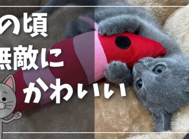 小さな頃のイカスミさん、蹴りぐるみに夢中だった日々【ロシアンブルー】猫