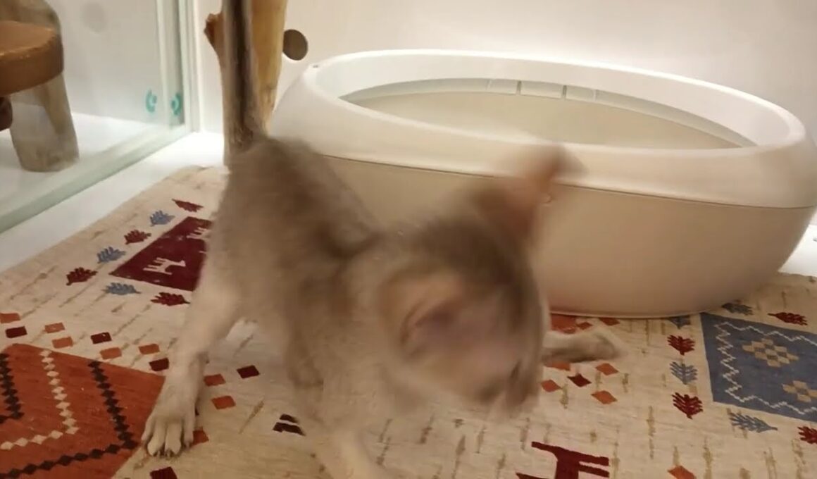 シンガプーラ　男の子　2025/8/20生まれ