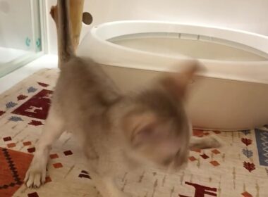 シンガプーラ　男の子　2025/8/20生まれ