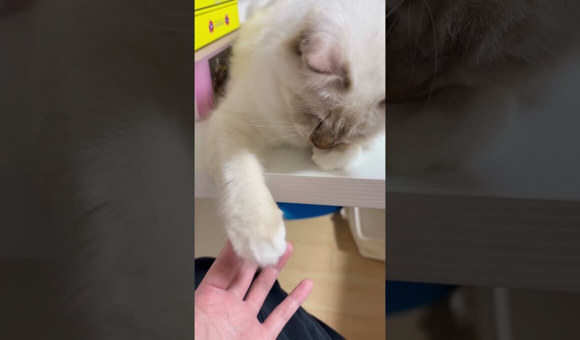 てよてよしてたら指噛む猫　#子猫 #ネコ #猫のいる暮らし #バーマン #cat #shorts #kitten #birman #万博