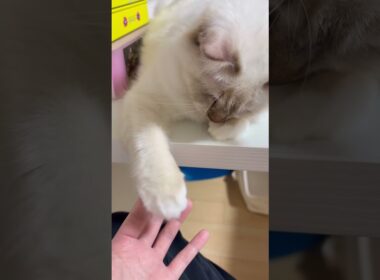 てよてよしてたら指噛む猫　#子猫 #ネコ #猫のいる暮らし #バーマン #cat #shorts #kitten #birman #万博