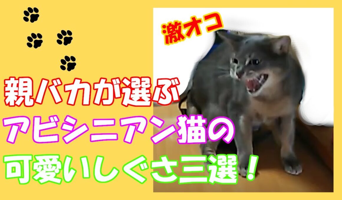 【猫しぐさ】アビシニアン猫の可愛いしぐさ三選
