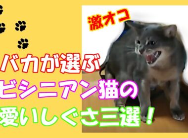 【猫しぐさ】アビシニアン猫の可愛いしぐさ三選