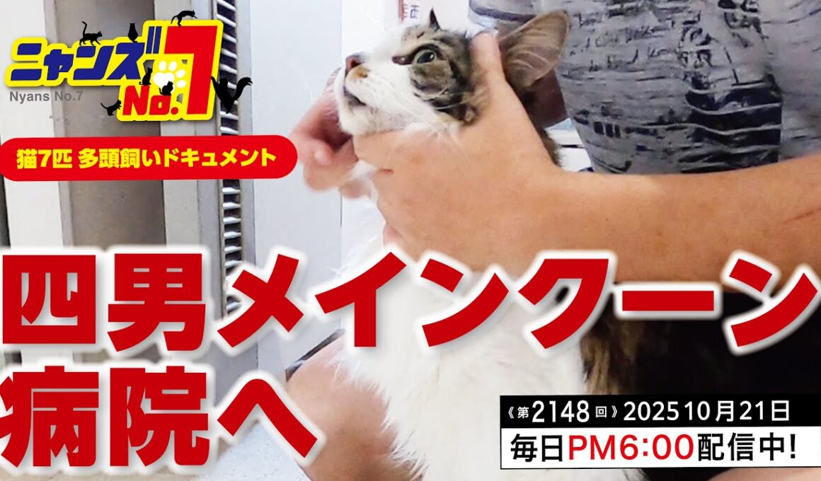 《第2148回》四男猫 メインクーン 病院へ