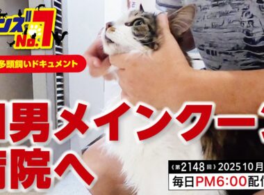 《第2148回》四男猫 メインクーン 病院へ
