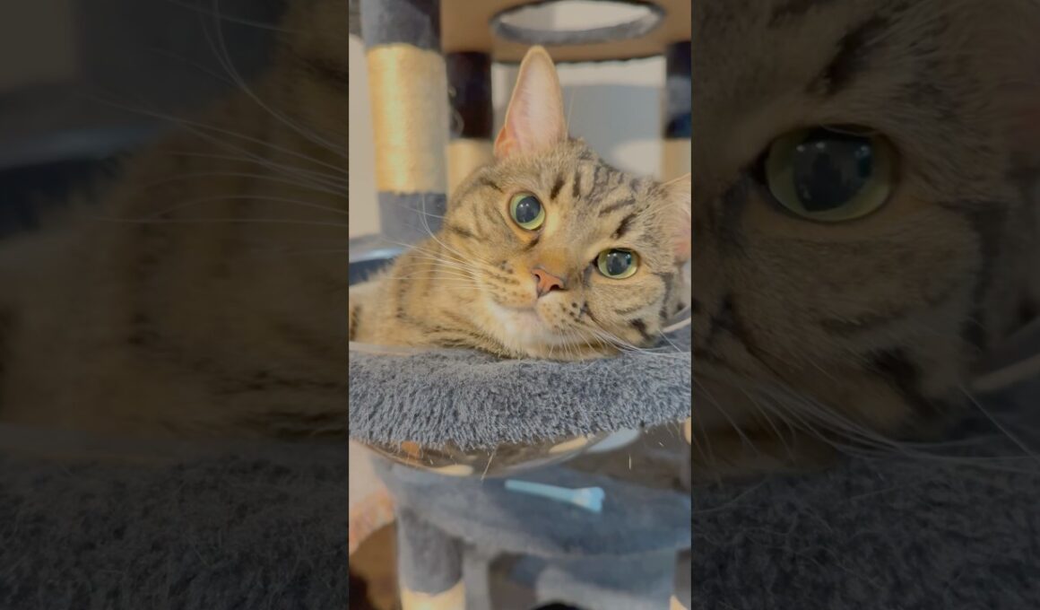 猫たちが可愛過ぎて、愛情爆発!! #cat #猫