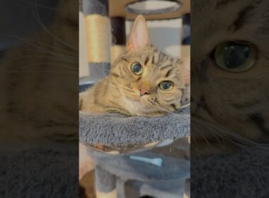 猫たちが可愛過ぎて、愛情爆発!! #cat #猫