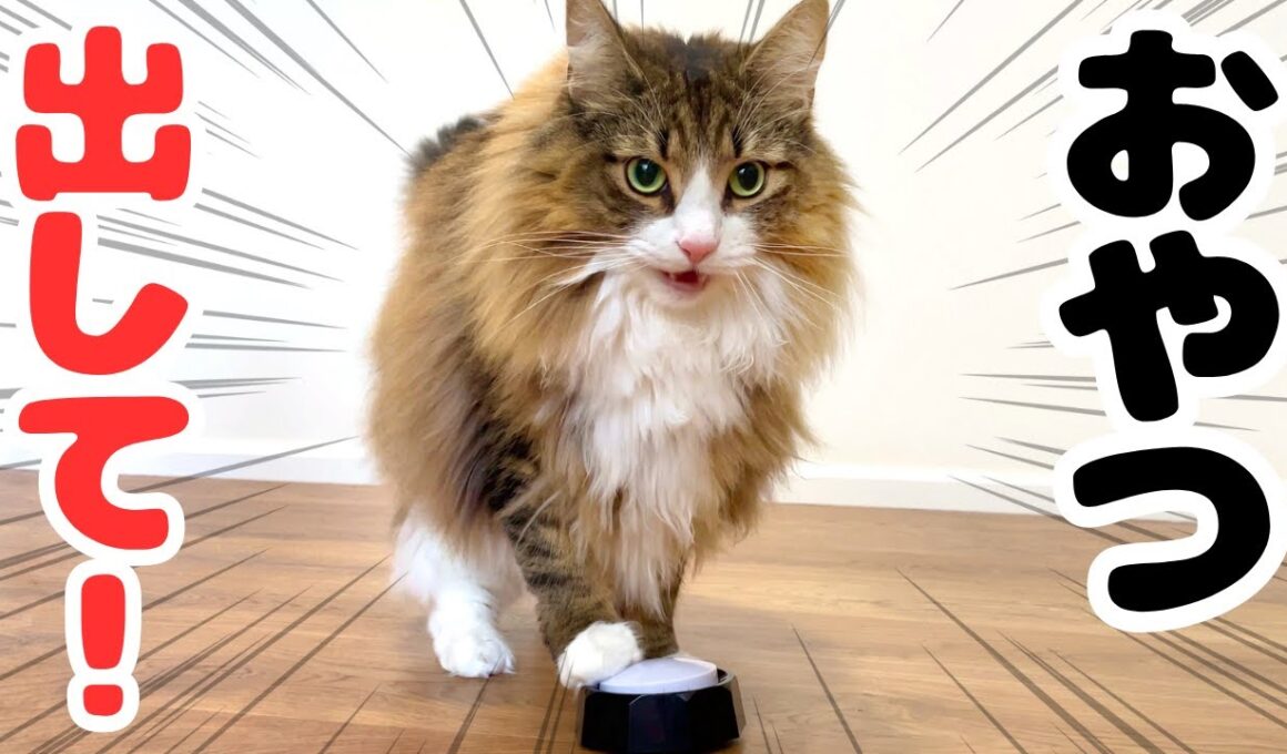 天才すぎる！猫がおやつ欲しさにボタンを連打する姿が可愛すぎた