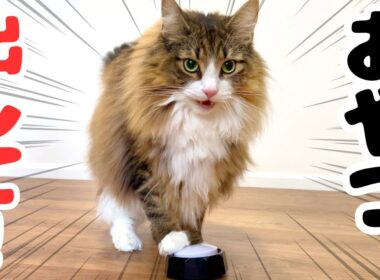 天才すぎる！猫がおやつ欲しさにボタンを連打する姿が可愛すぎた