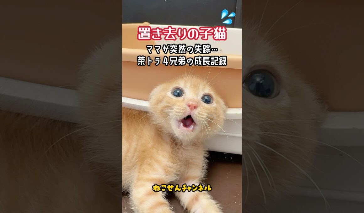 ママ猫がいない・・子猫4匹の成長記録💨✨ | ねこせん