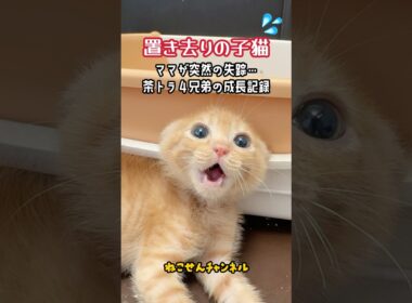 ママ猫がいない・・子猫４匹の成長記録💨✨ | ねこせん