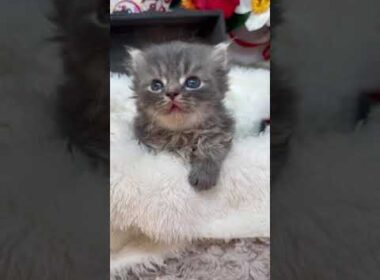 スコティッシュフォールド とっても甘えん坊໒꒱· ﾟ　ブルータビー&ホワイト（ロング）