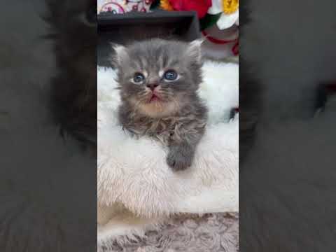 スコティッシュフォールド とっても甘えん坊໒꒱· ﾟ　ブルータビー&ホワイト（ロング）