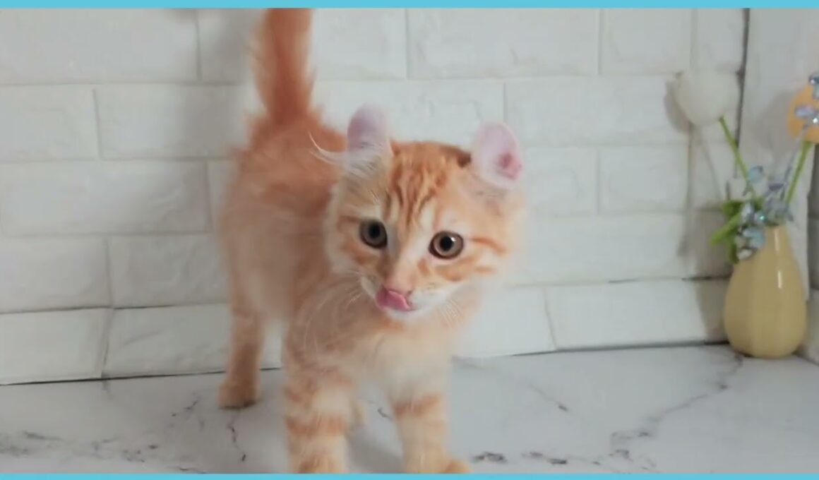 Coo&RIKU　No.00735961 アメリカンカール