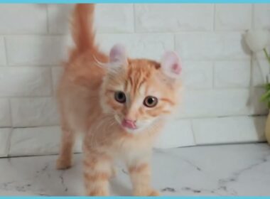 Coo&RIKU　No.00735961 アメリカンカール