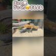 🦎レオパのプリン🦎誤解です　#レオパードゲッコー ＃レオパ ＃プリン