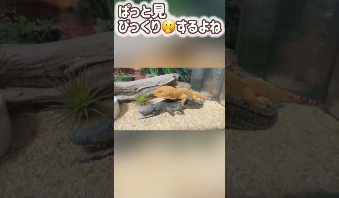 🦎レオパのプリン🦎誤解です　#レオパードゲッコー ＃レオパ ＃プリン