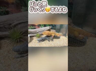🦎レオパのプリン🦎誤解です　#レオパードゲッコー ＃レオパ ＃プリン